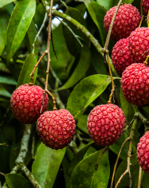 shutterstock_1943892835 1